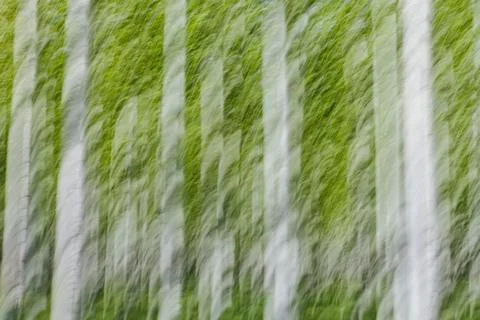 Rows of commercially grown poplar trees on a tree farm, near pendleton, orego Stock-Fotos