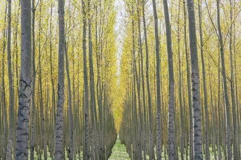 Rows of commercially grown poplar trees on a tree farm, near pendleton, orego Stock-Fotos