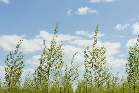 Rows of commercially grown poplar trees on a tree farm, near pendleton, orego Stock-Fotos