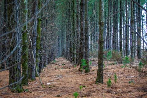 Rows of coniferous trees on a tree farm in Australia Stock Photos