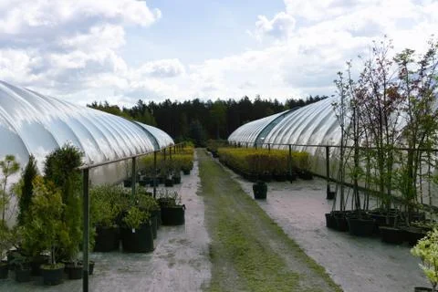 Rows of coniferous trees in tree plants garden nursery Stock Photos