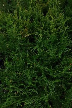 Rows of conifers arborvitae two colors, vertical view. Beautiful bright green Stock Photos