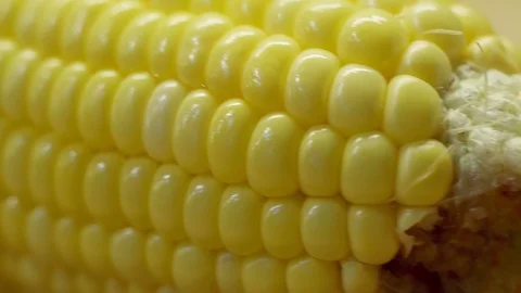Rows of corn on the cob, extreme close up, motorized slider. Stock Footage 92242011