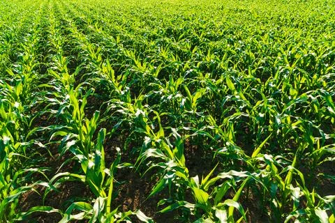Rows of corn on a cornfield. A green field of corn growing up Stockfoto's