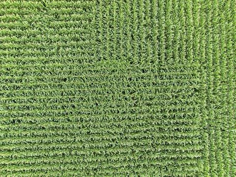 Rows of corn creating geometric patterns in central Indiana Stock Photos