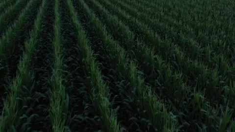 Rows of Corn in a Field Drone Aerial View Robertson County Texas USA Stock Footage 335665473
