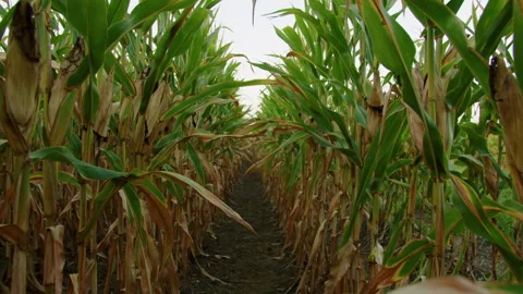 Rows of Corn in Field Stockbeeldmateriaal 248157464