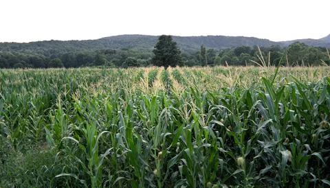 Rows in a corn field. A hill in the distance. Summer, evening Stock Photos