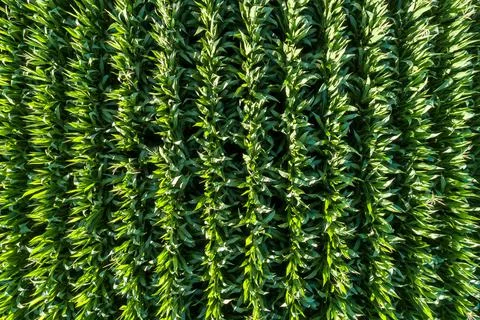 Rows of corn in a field Foto stock