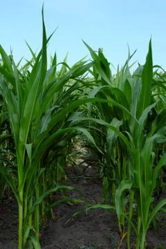 Rows of corn in the field. Vitality Corn. Stock Photos
