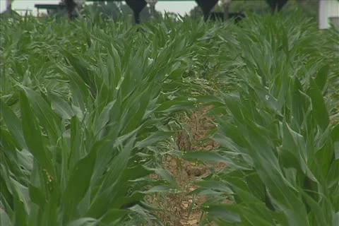 Rows of corn Stock Footage 11351210