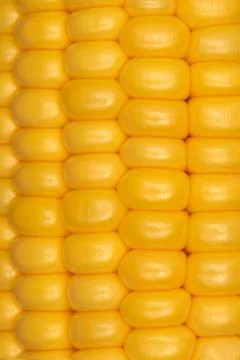 Rows of corn grains on the cob close up Fotos de archivo