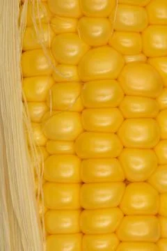 Rows of corn grains on the cob close up Stock Photos