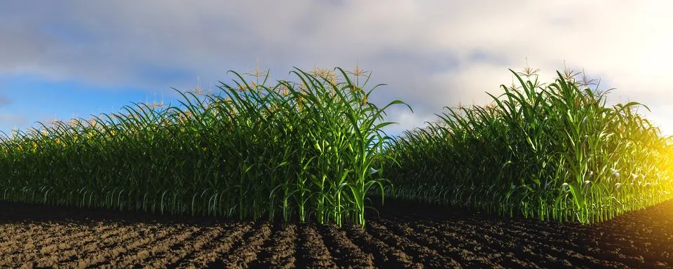 Rows of corn with green cobs against the background of soil Stock Illustration