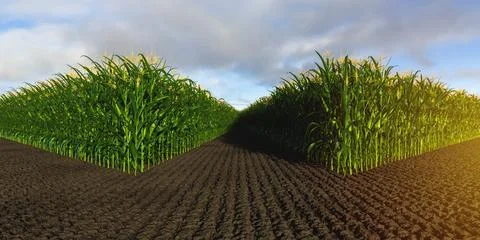 Rows of corn with green cobs against the background of soil. Corn plants 3D Stock Illustration