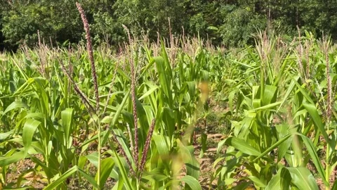 Rows of corn grow across an agricultural field, with dense green vegetation 库存影片 329304685