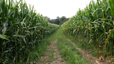 Rows of corn growing in cornfield in rural Portugal. Video stock 248447694