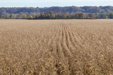 Rows of Corn to harvest Stock Photos