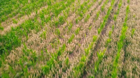 Rows of corn maize fields in British countryside drone aerial Stock Footage 316818583