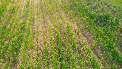 Rows of corn maize fields in British countryside drone aerial Stock Footage 316819735