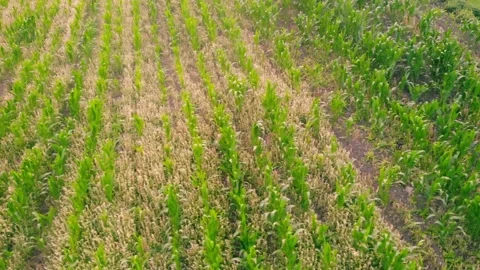 Rows of corn maize fields in British countryside drone aerial Stock Footage 319560053