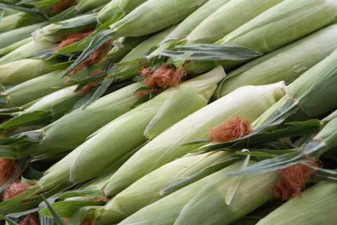 Rows of corn Stock Photos