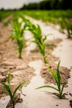 Rows of corn Stock Photos