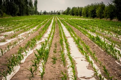 Rows of corn Stock Photos