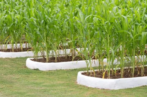 Rows of corn Stock Photos