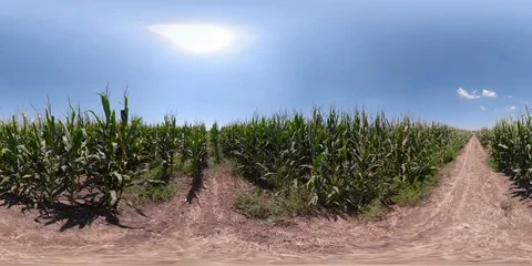 Rows of corn plants with cobs in cornfield 360VR video panorama 스톡 동영상 93880678