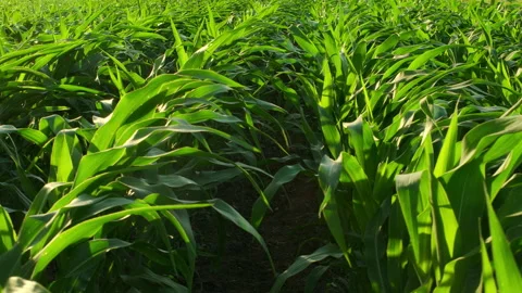 Rows of corn plants on a field with a breeze moving the leaves Stock Footage 337408820