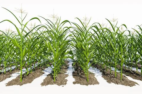Rows of corn plants with green cobs on a white background close-up. Corn pl.. Stock Illustration