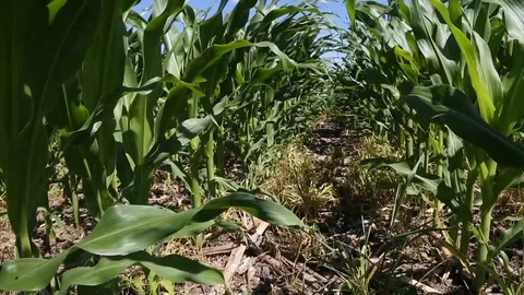 Rows of corn plants on a windy day Stock Footage 112309051
