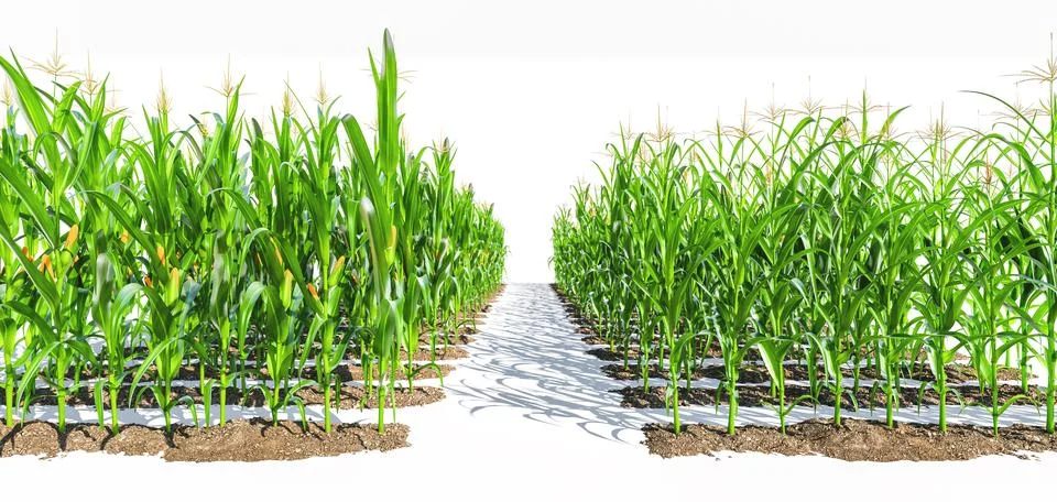 Rows of corn plants with yellow and green cobs on a white background. Corn pl Stock Illustration