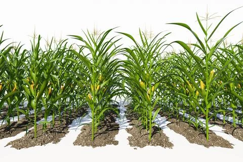 Rows of corn plants with yellow cobs on a white background close-up. Corn pla Stock Illustration