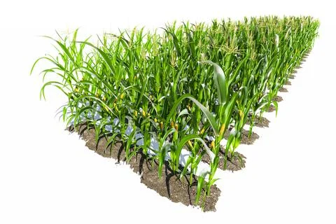 Rows of corn plants with yellow cobs on a white background close-up. Corn pla Stockillustratie