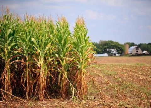 Rows of corn ready for harvest Stock Photos