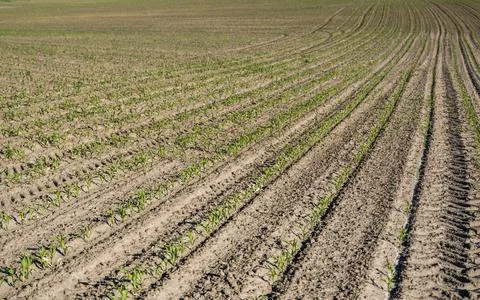 Rows of corn sprouts beginning to grow. Young corn seedlings growing in a soil Stock Photos