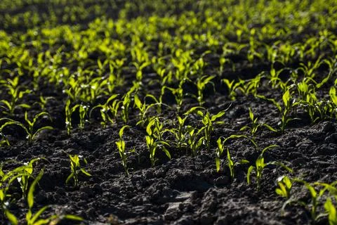 Rows of corn sprouts beginning to grow. Young corn seedlings growing in a soil Stock Photos