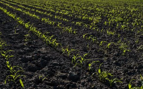 Rows of corn sprouts beginning to grow. Young corn seedlings growing in a Stock Photos