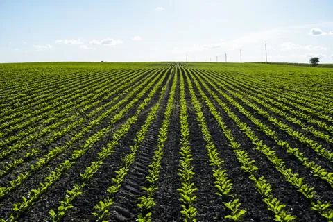 Rows of corn sprouts beginning to grow. Young corn seedlings growing in a soil Stock Photos