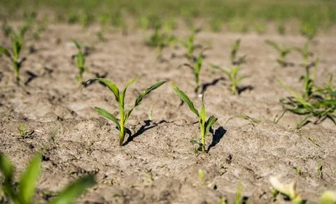 Rows of corn sprouts beginning to grow on a agricultural field. Young corn Stock Photos