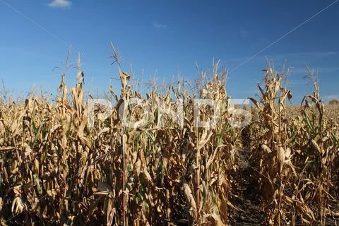Rows of corn stalks. Stock Photos
