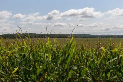 Rows of corn stalks Stock Photos