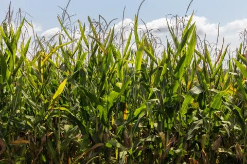 Rows of corn stalks Stock Photos