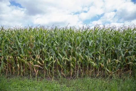 Rows of corn stalks Stock Photos