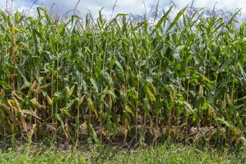 Rows of corn stalks Stock Photos