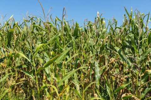 Rows of corn stalks Stock Photos