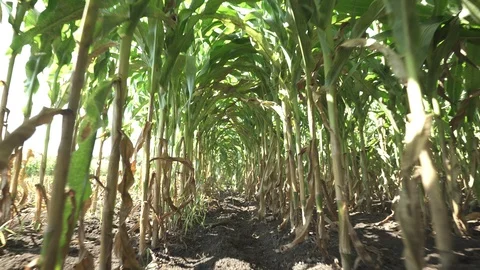 Rows of corn stems Видео 123783674