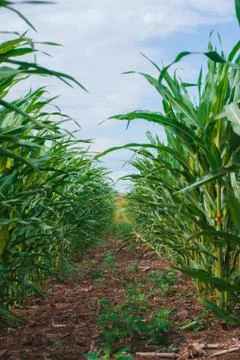 Rows of corn stretching into the distance Stock Photos
